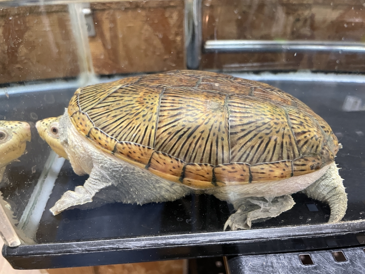 ハラガケガメ（イエロー）(2)