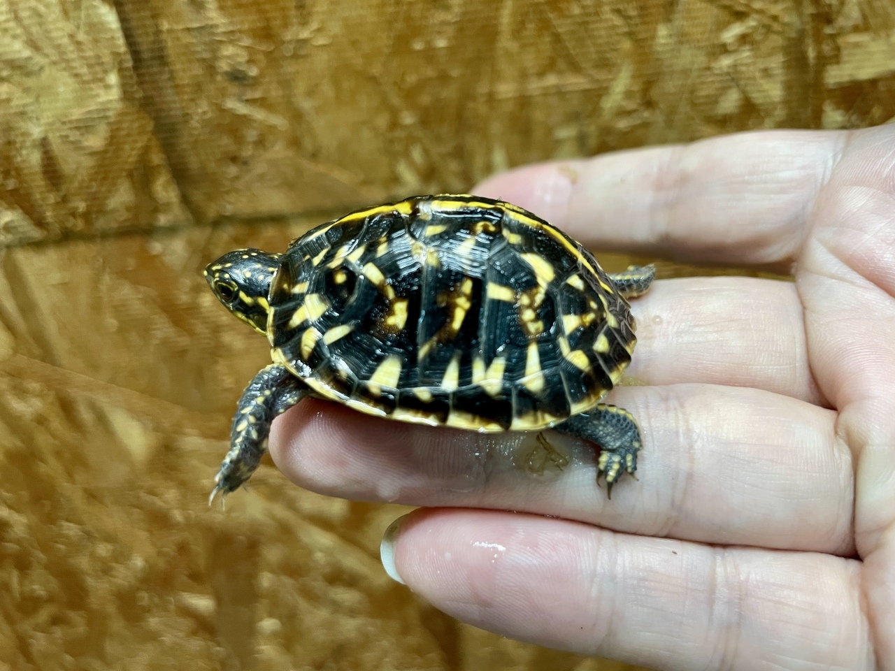フロリダハコガメ（多甲板）（No.B）(2)