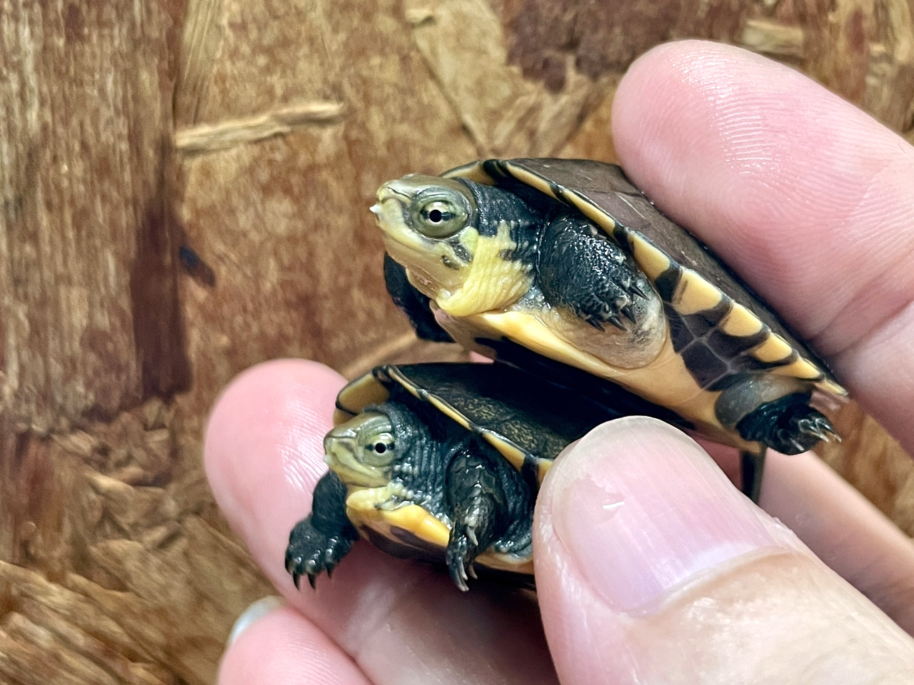 ミナミイシガメ(3)