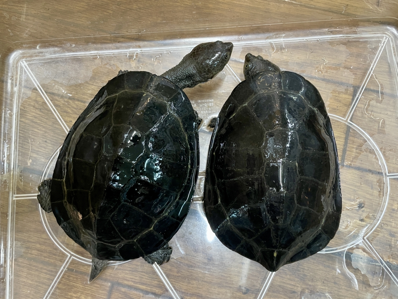 ギバタートル(1)