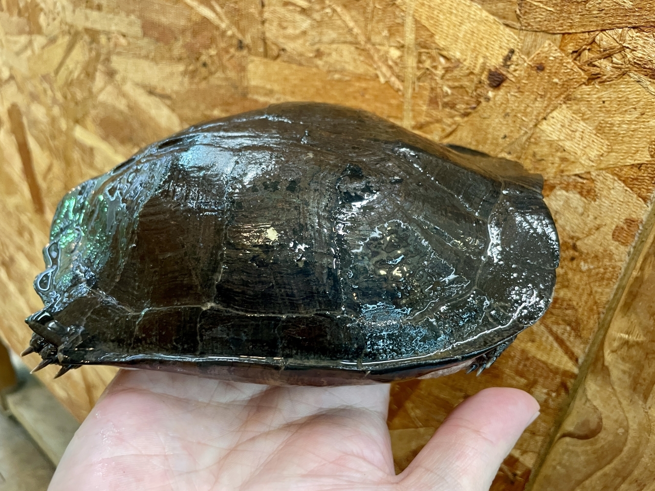 ホオジロクロガメ(1)