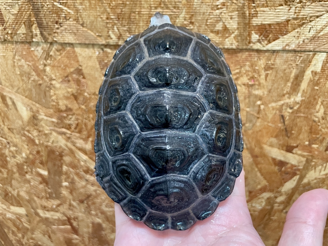 テキサスダイヤモンドバックテラピン(5)