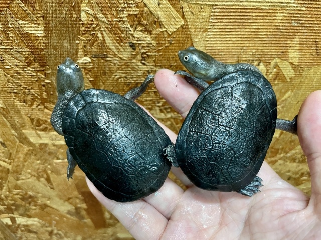 マッコードナガクビガメ