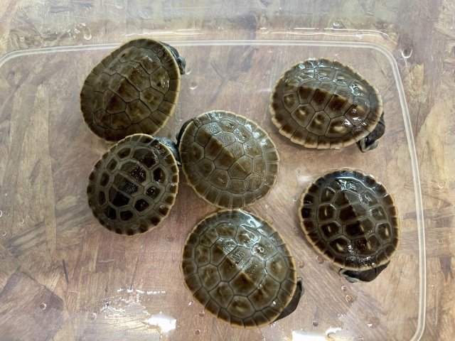 ニシキマゲクビガメ