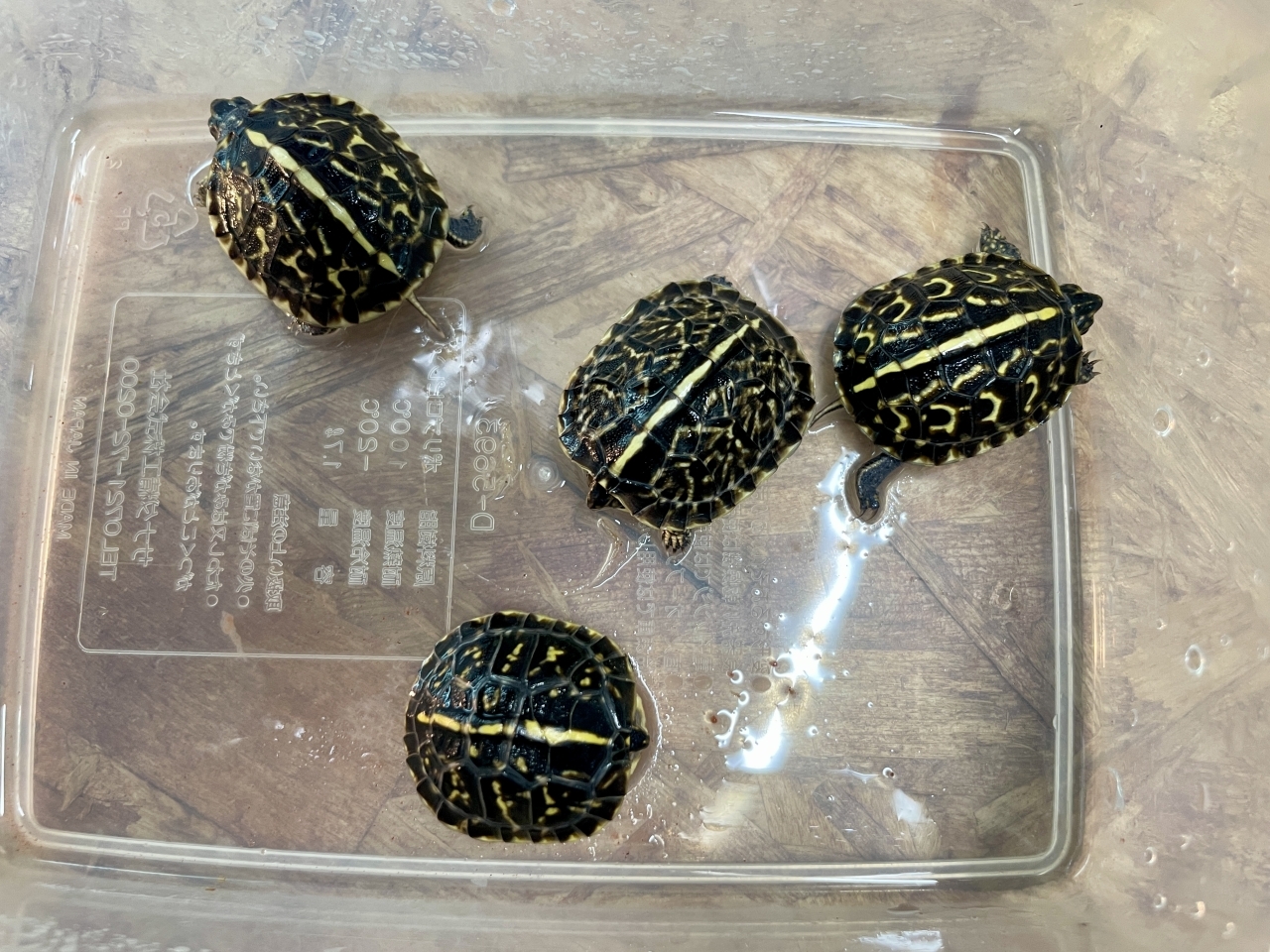 フロリダハコガメ(2)