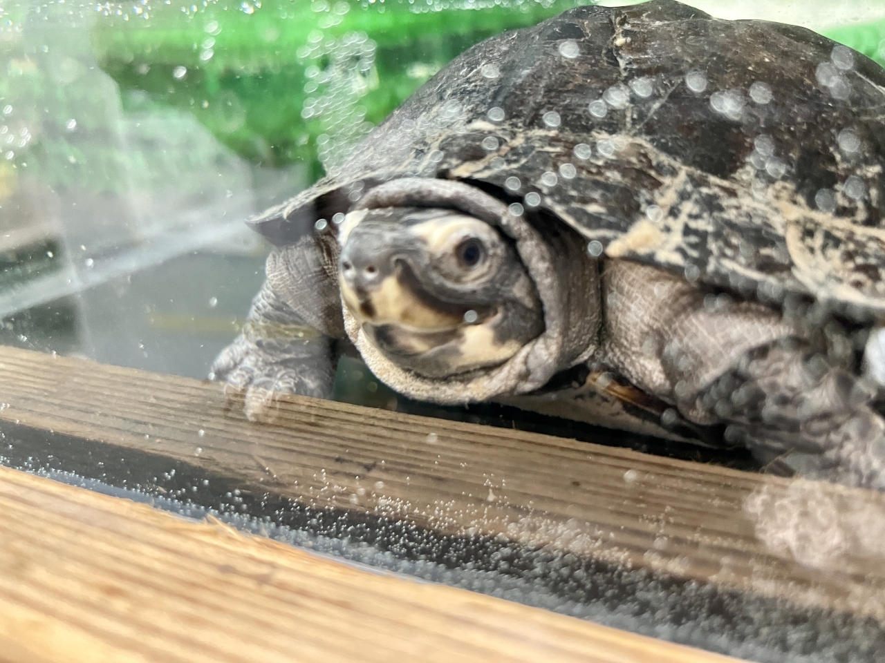 ホオジロクロガメ(3)