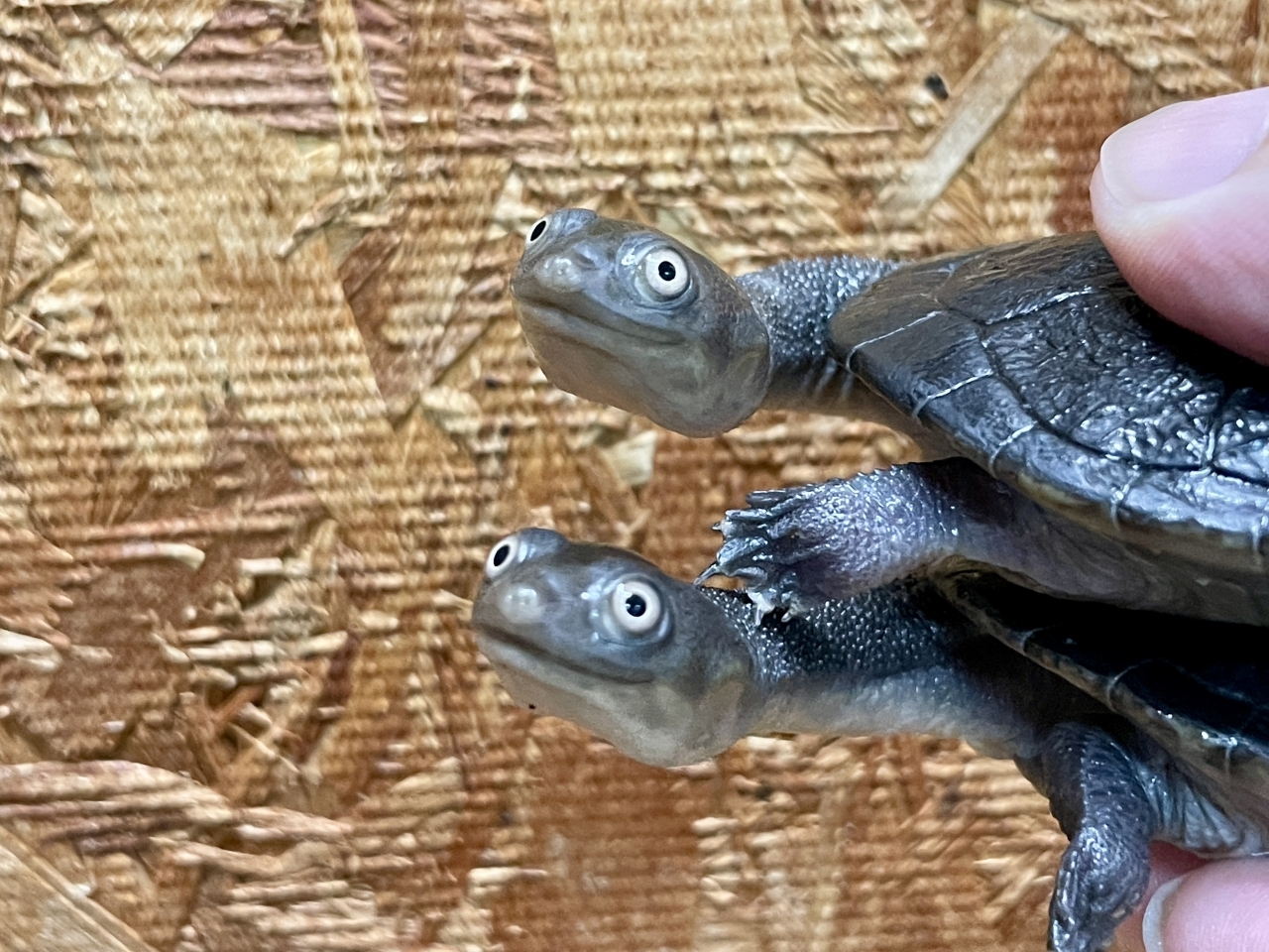 マッコードナガクビガメ(3)