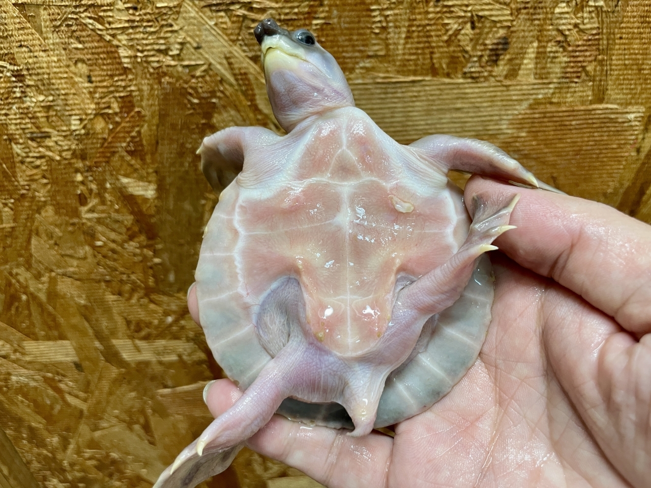 スッポンモドキ(4)