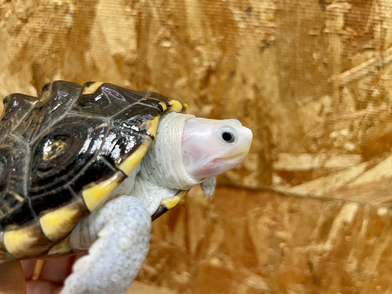 オルナータダイヤモンドバックテラピン（ピンクヘッド）(2)