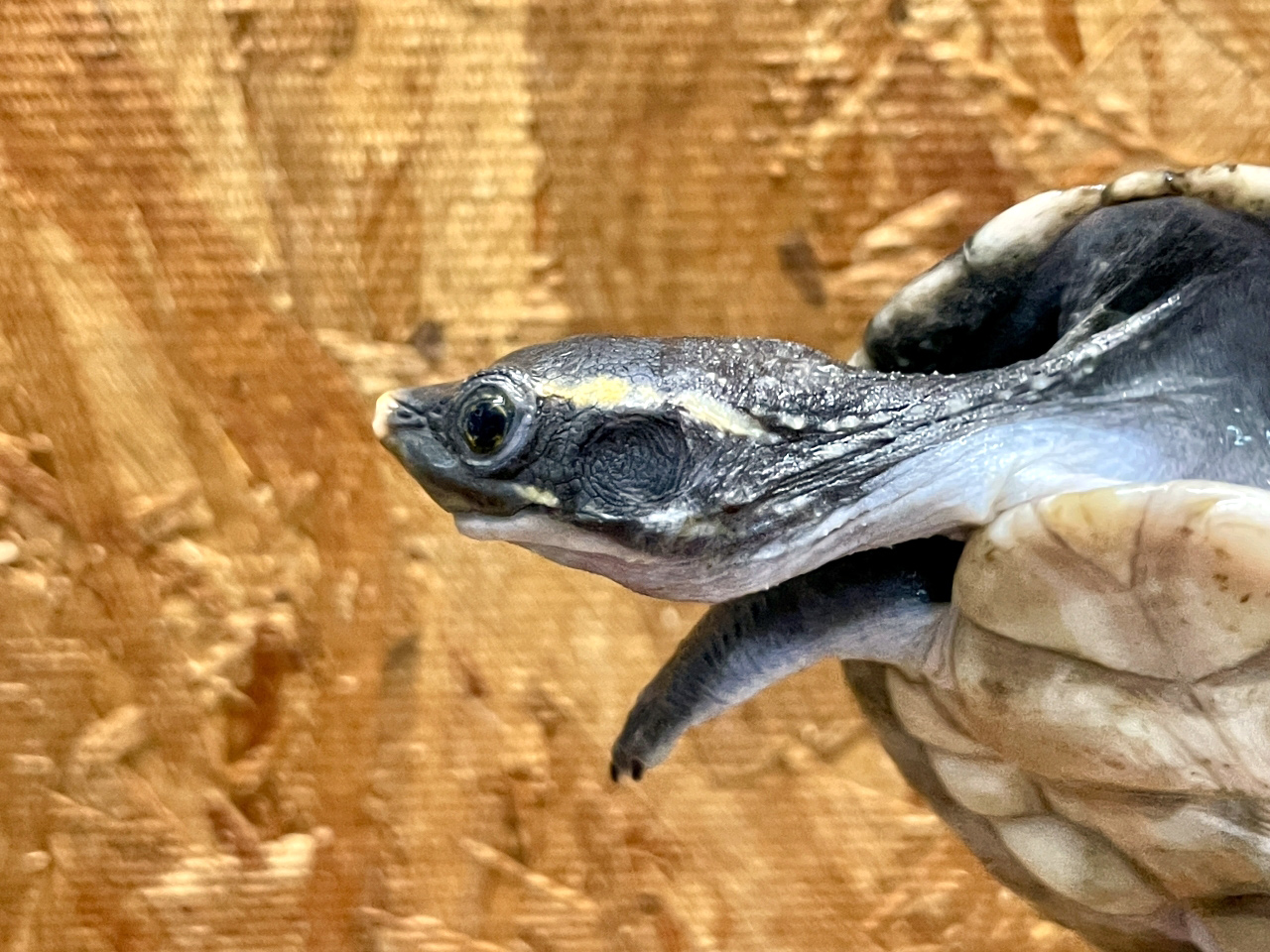 メキシコカワガメ(3)