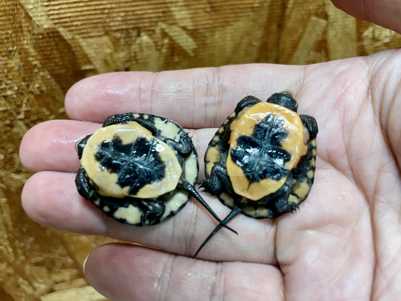 キボシイシガメ（完品）(4)