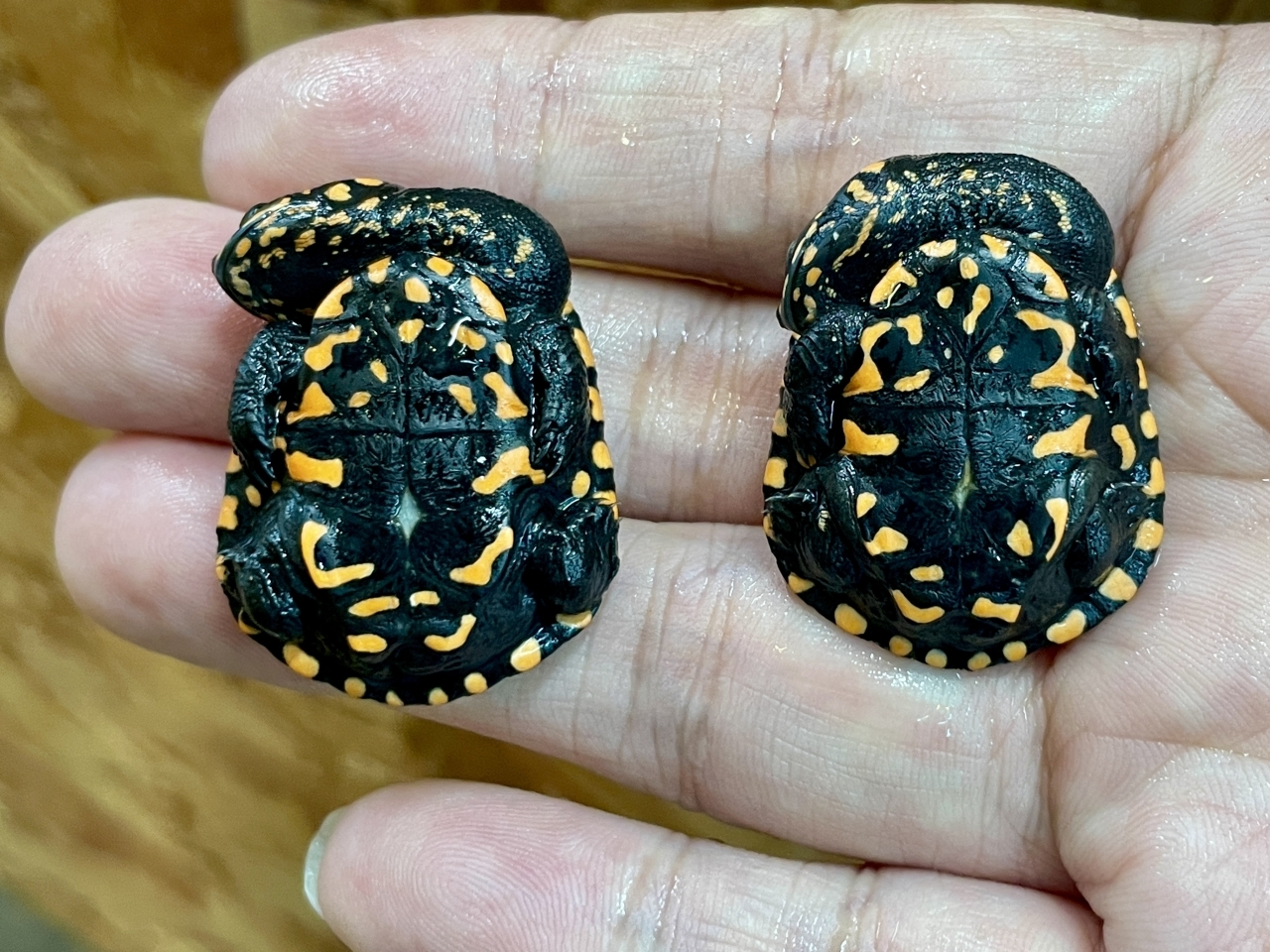 グナレンナガクビガメ(4)