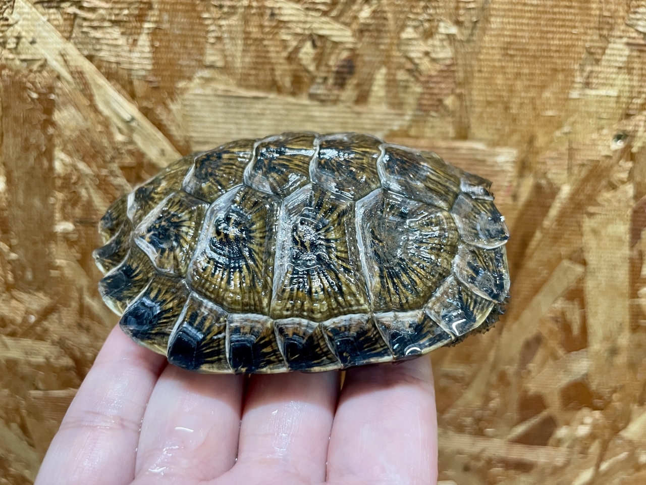 モリイシガメ(4)