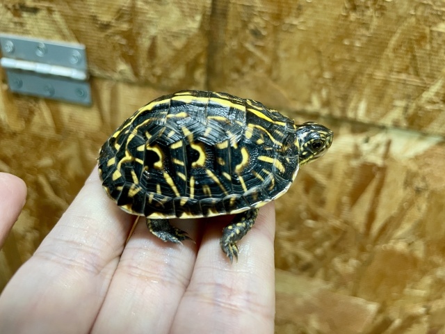 フロリダハコガメ（No.A）