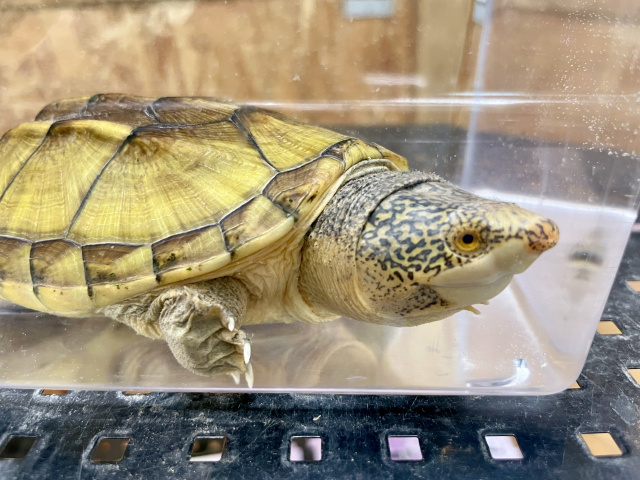 サルヴィンオオニオイガメ