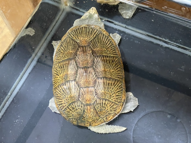 ハラガケガメ（イエロー）