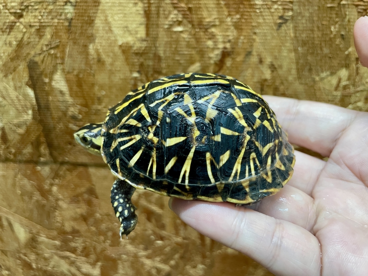 フロリダハコガメ（No.1）(2)