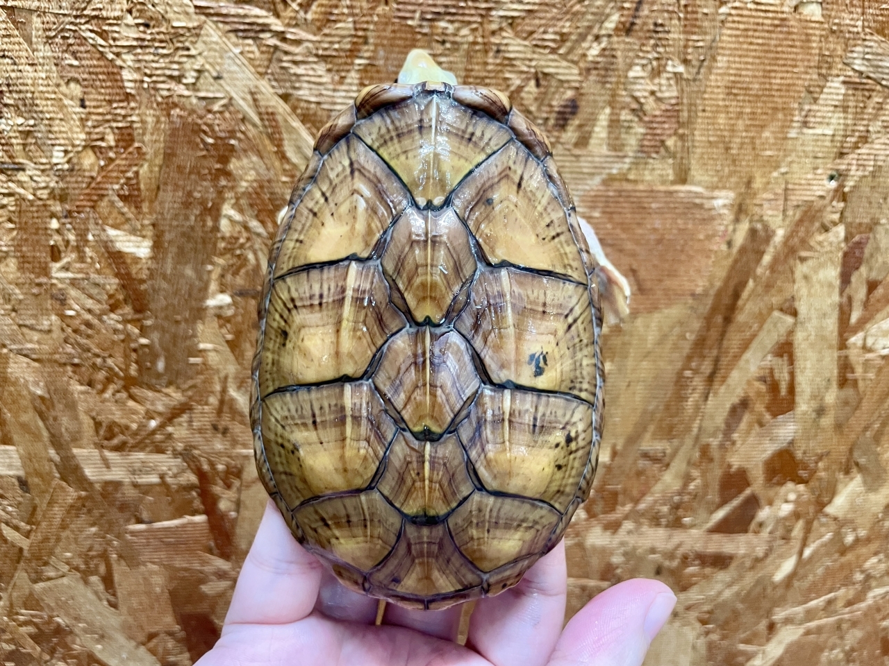 ハラガケガメ（スーパーハイポ）(5)