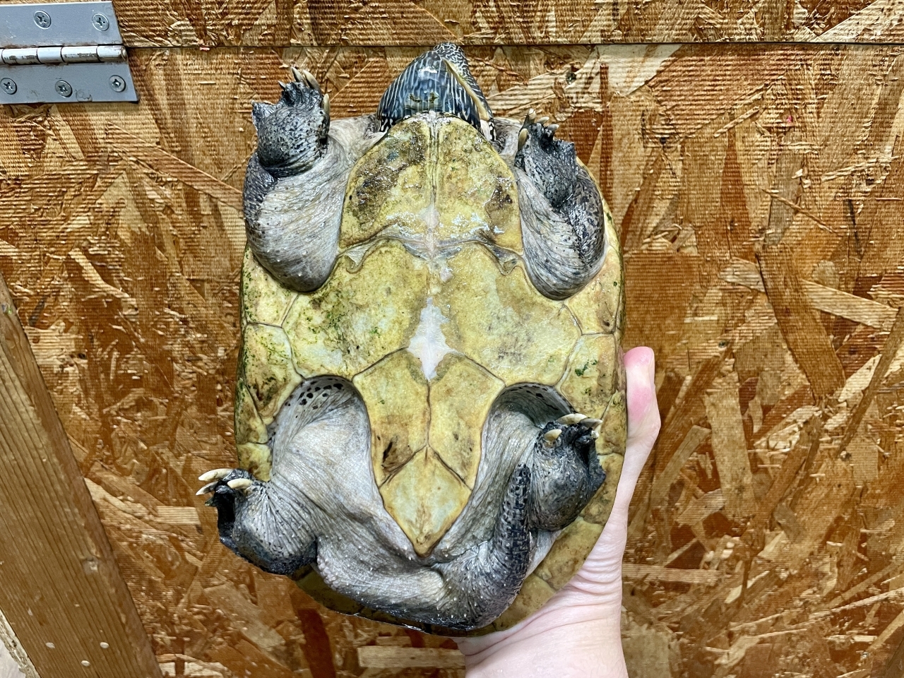 ジャイアントマスクタートル(6)