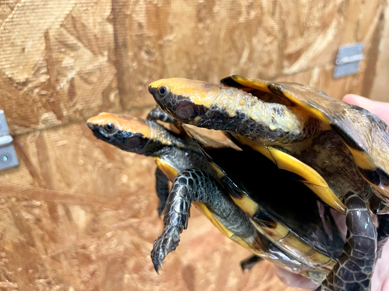 ズアカヒラタヘビクビガメ(2)