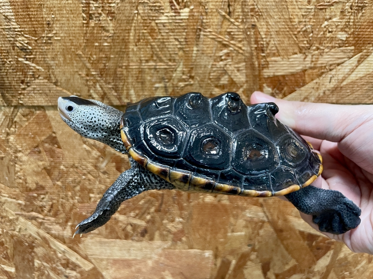 テキサスダイヤモンドバックテラピン(1)