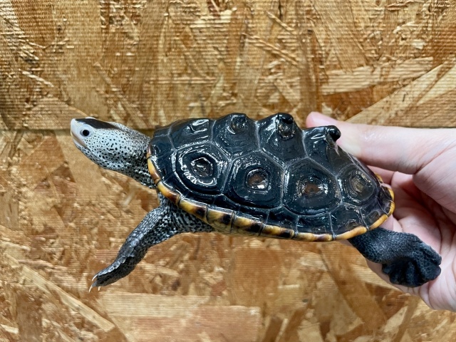 テキサスダイヤモンドバックテラピン