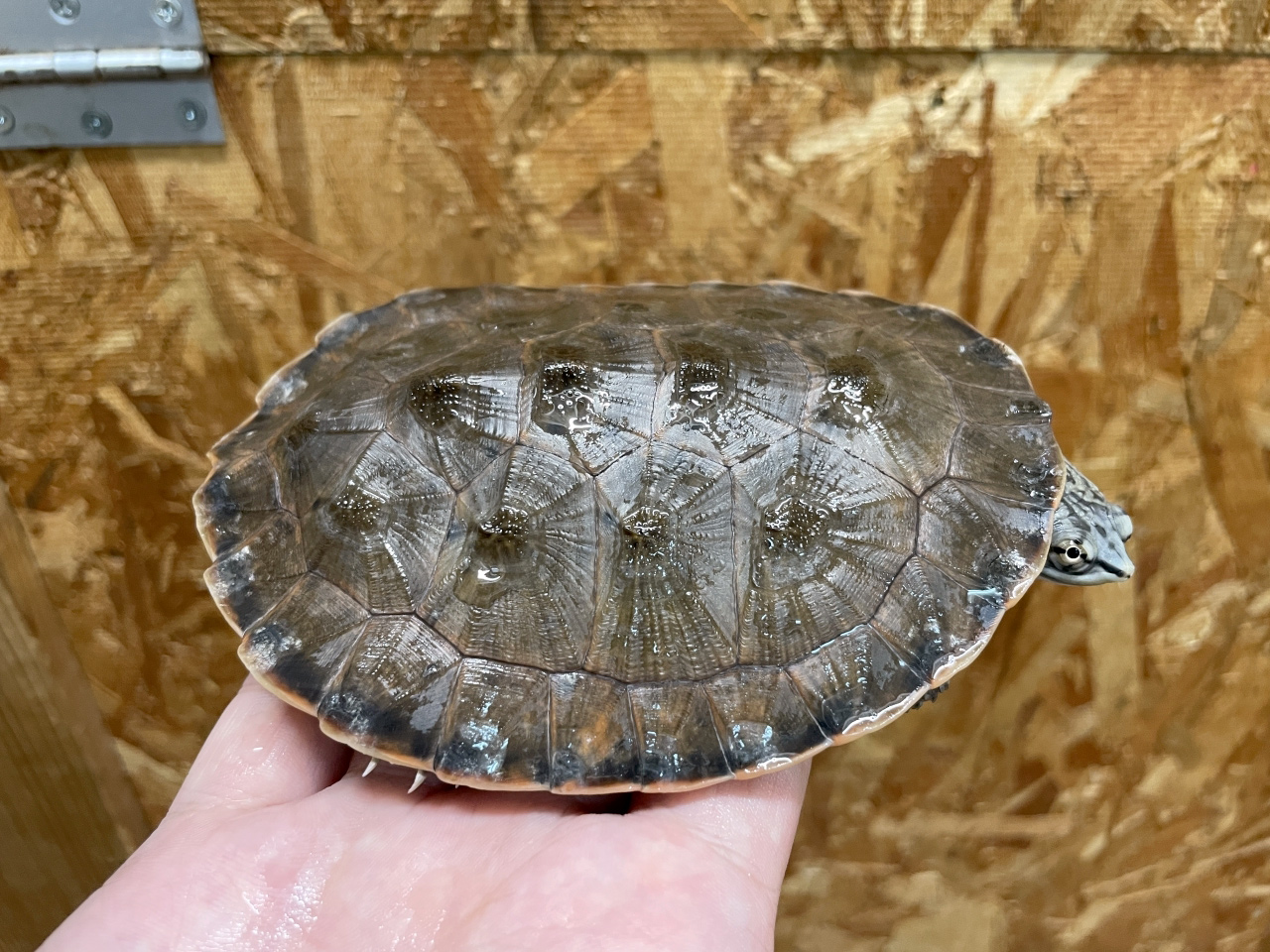 ジェフロアカエルガメ（No.1）(2)