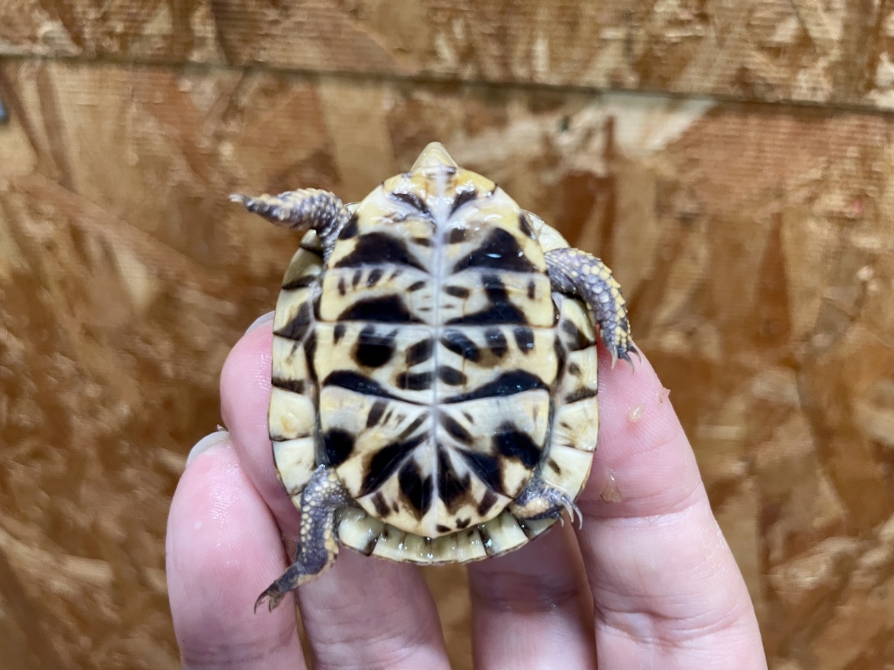 フロリダハコガメ（多甲板）（No.B）(5)