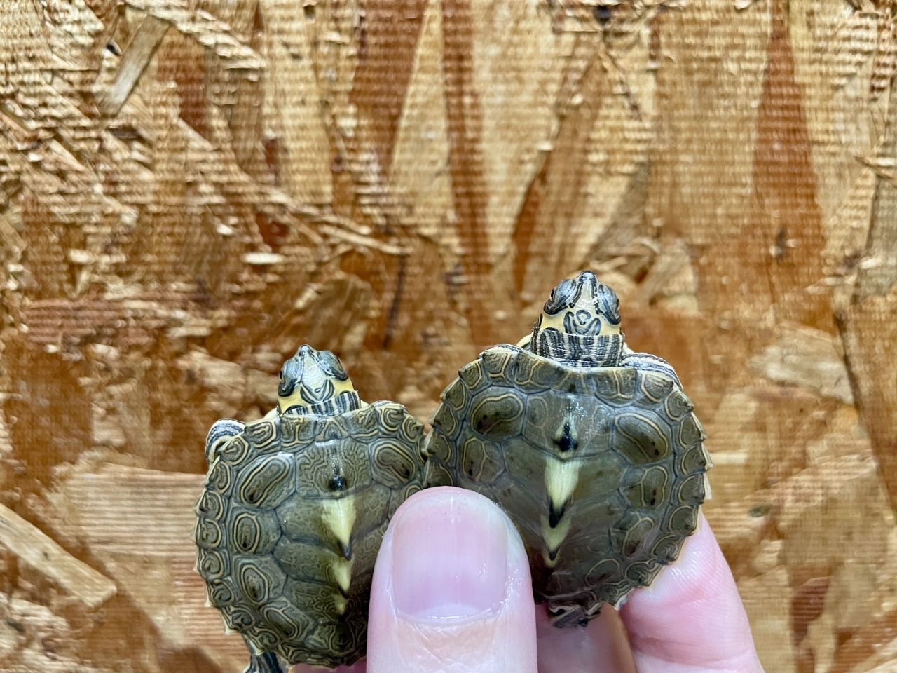 バーバーチズガメ(5)