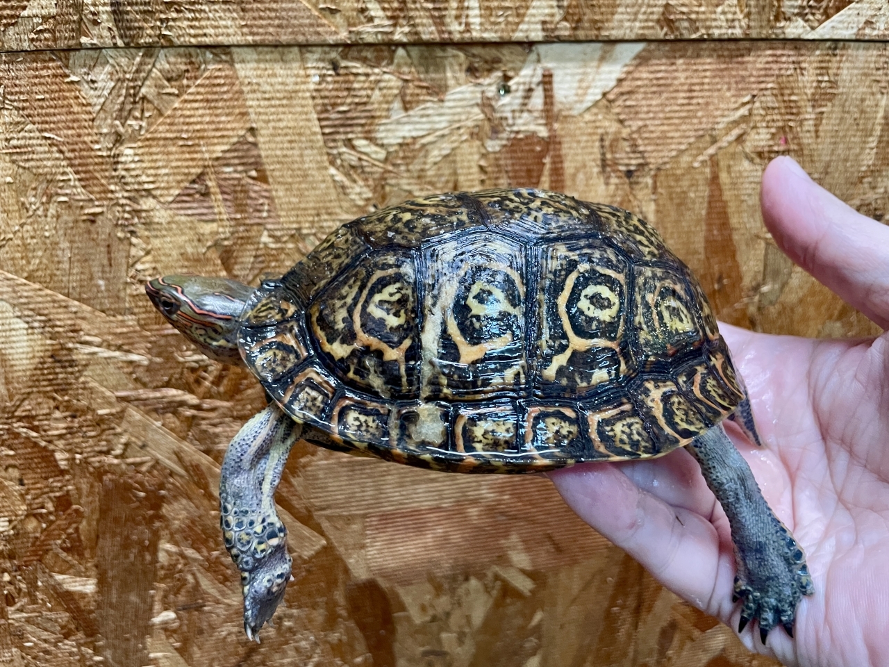 コスタリカアカスジヤマガメ(4)