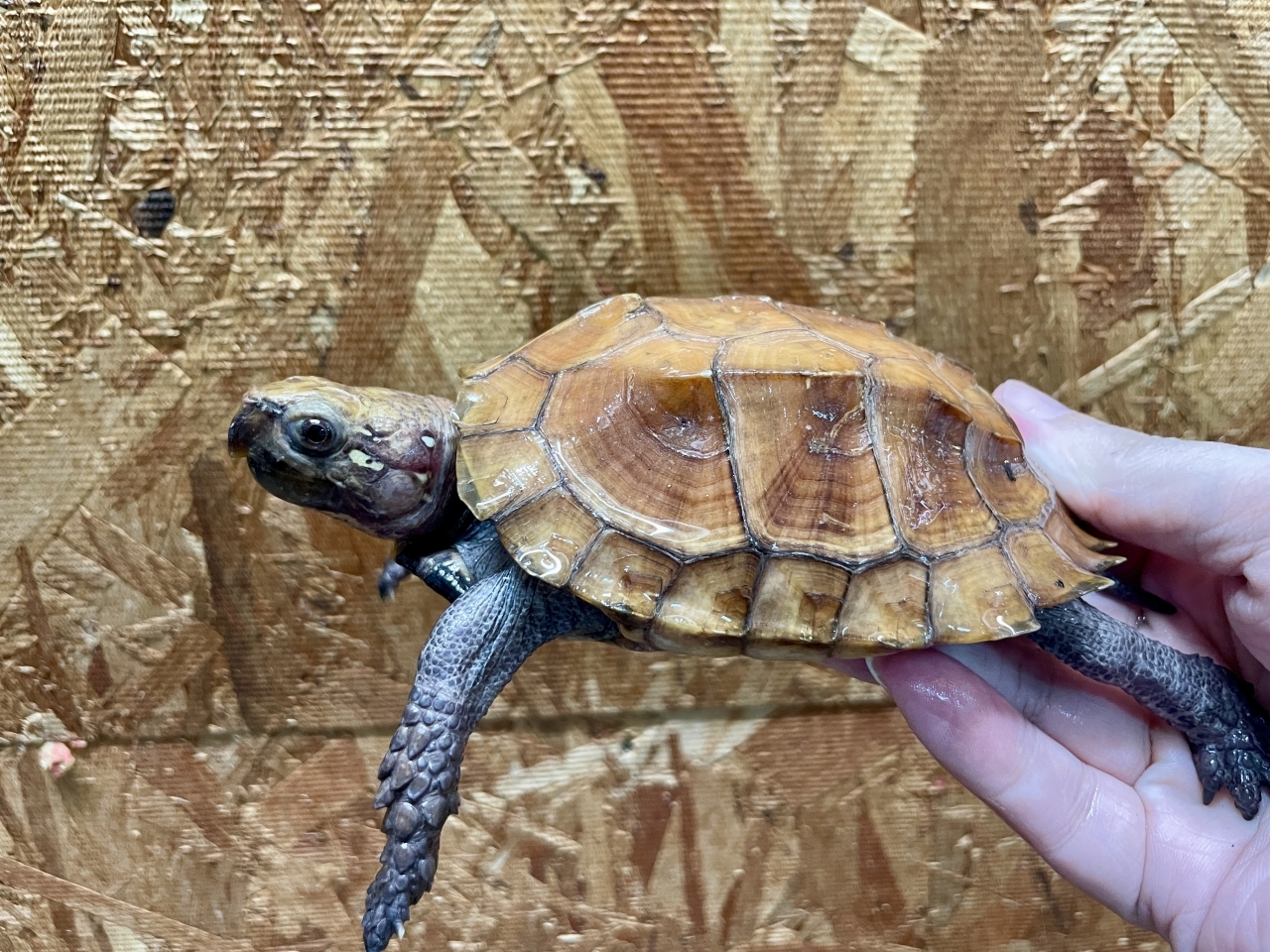 ムオヒラセガメ(2)