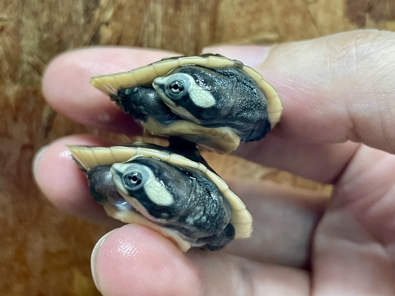 ニシキマゲクビガメ(3)