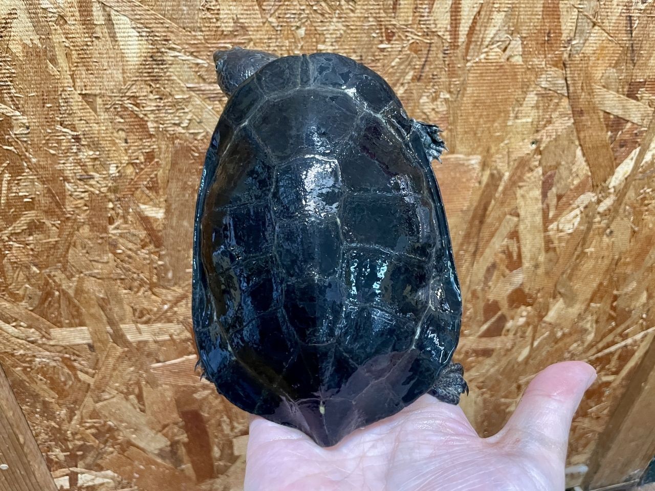 ギバタートル(6)