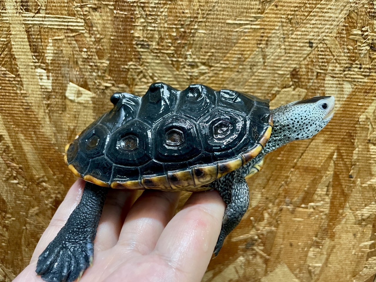 テキサスダイヤモンドバックテラピン(2)