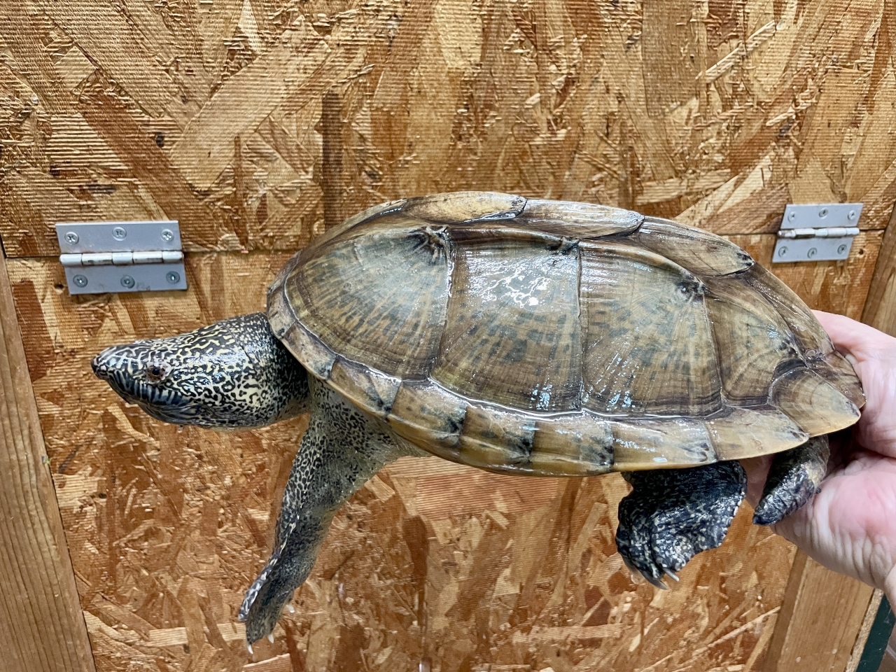 ジャイアントマスクタートル(1)