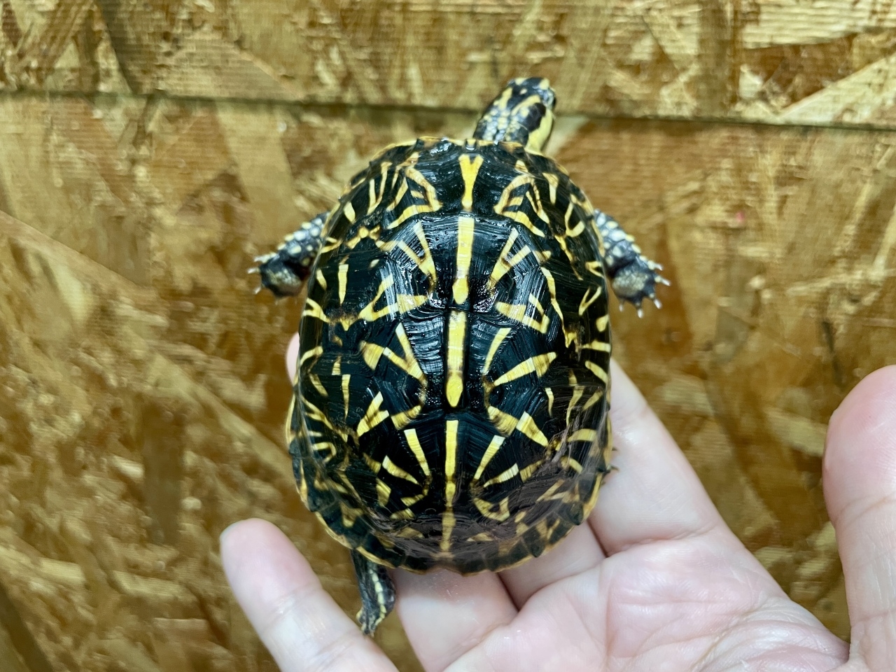 フロリダハコガメ（No.1）(3)