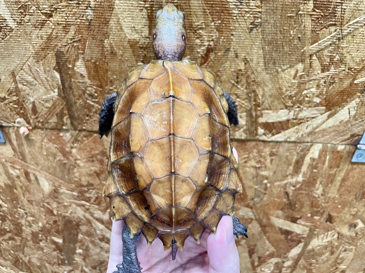 ムオヒラセガメ(3)