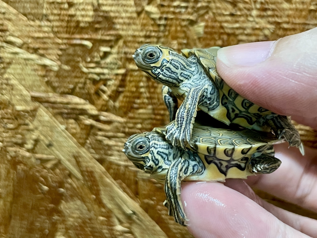 バーバーチズガメ（多甲板）(3)