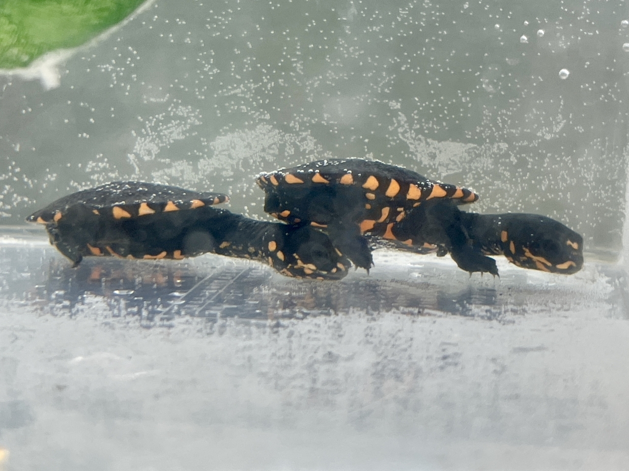 グナレンナガクビガメ(2)