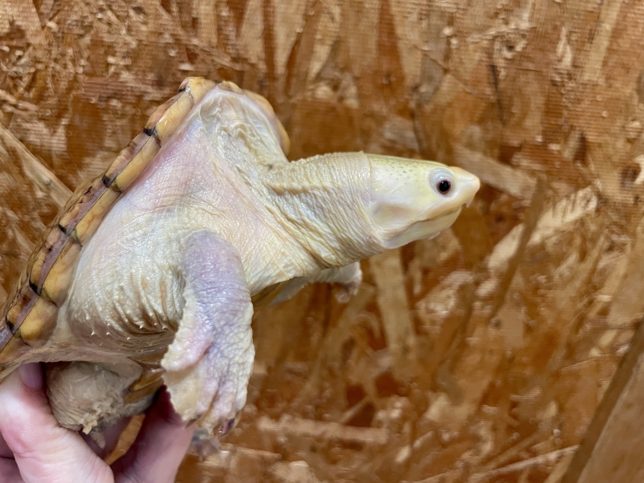 ハラガケガメ（スーパーハイポ）(2)