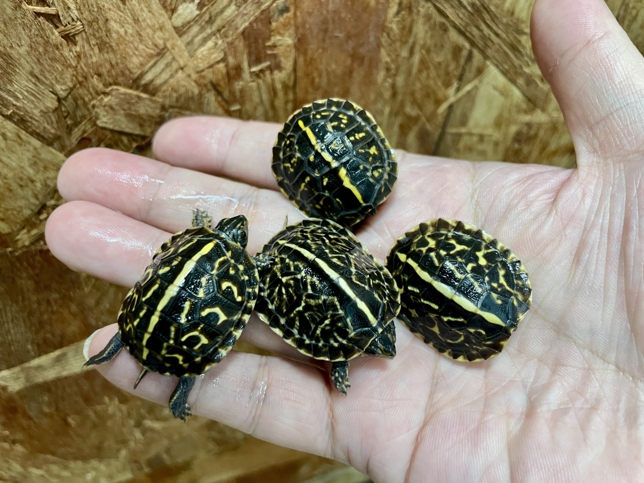 フロリダハコガメ(1)