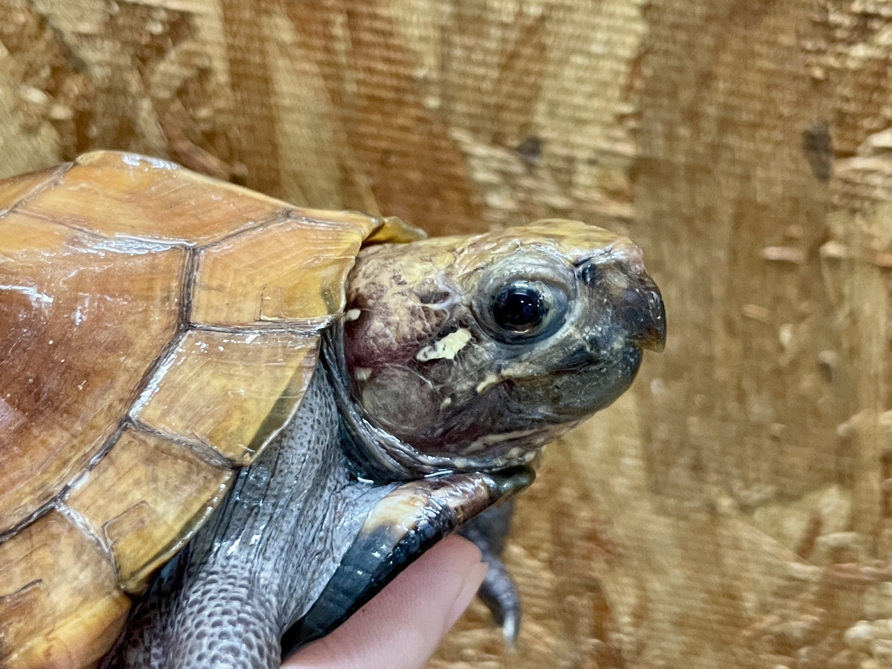 ムオヒラセガメ(4)