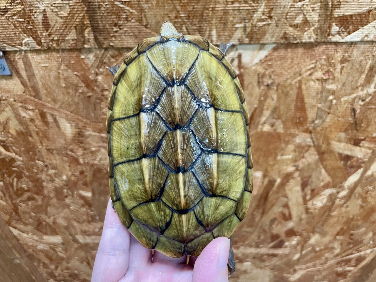 サルヴィンオオニオイガメ(5)