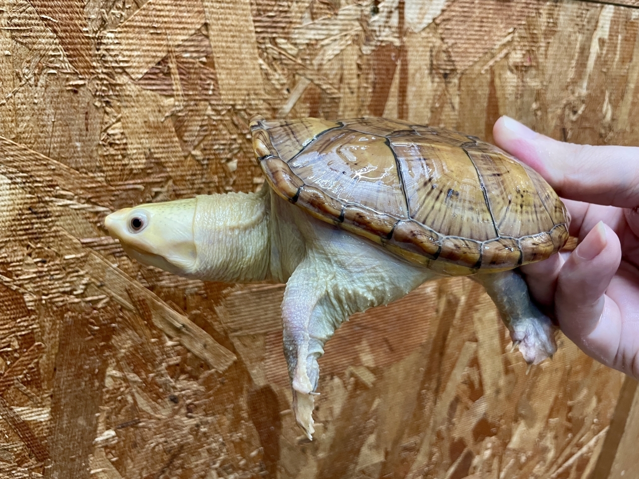 ハラガケガメ（スーパーハイポ）(1)