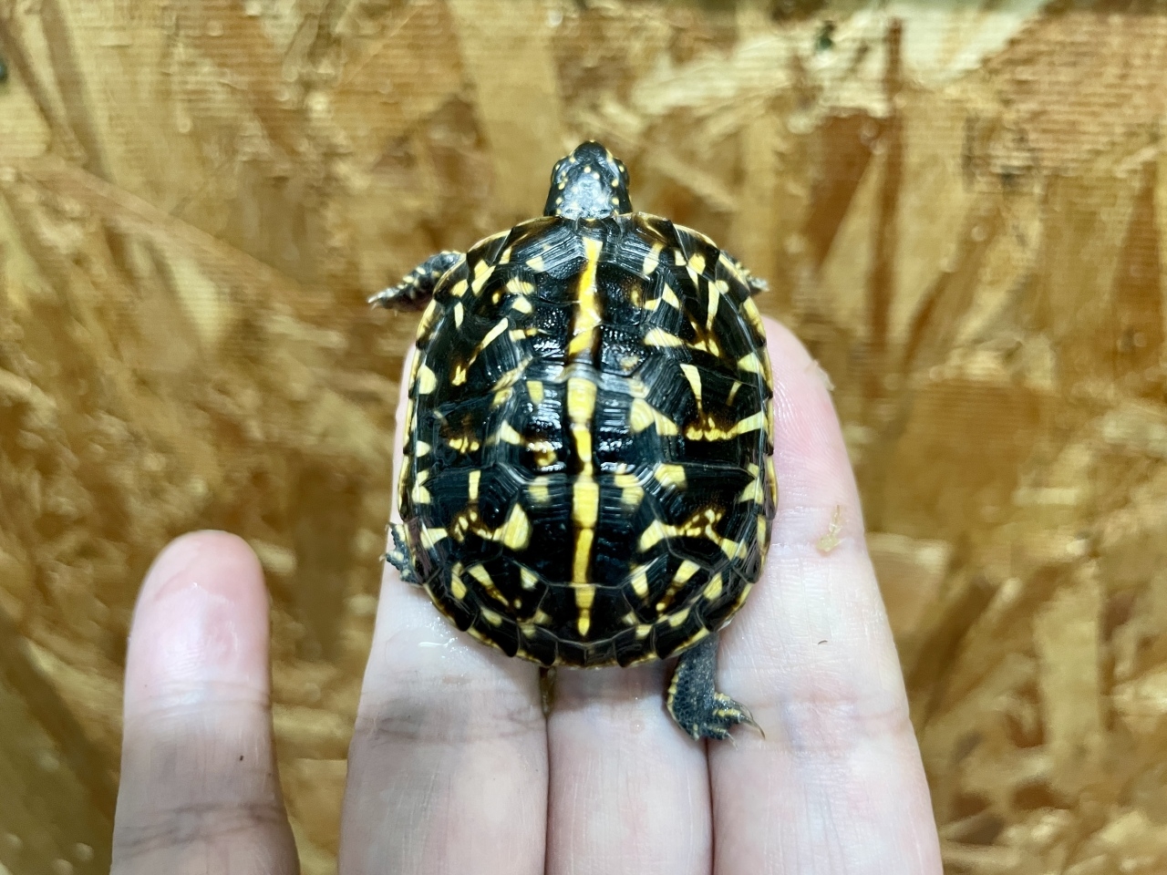 フロリダハコガメ（多甲板）（No.B）(3)