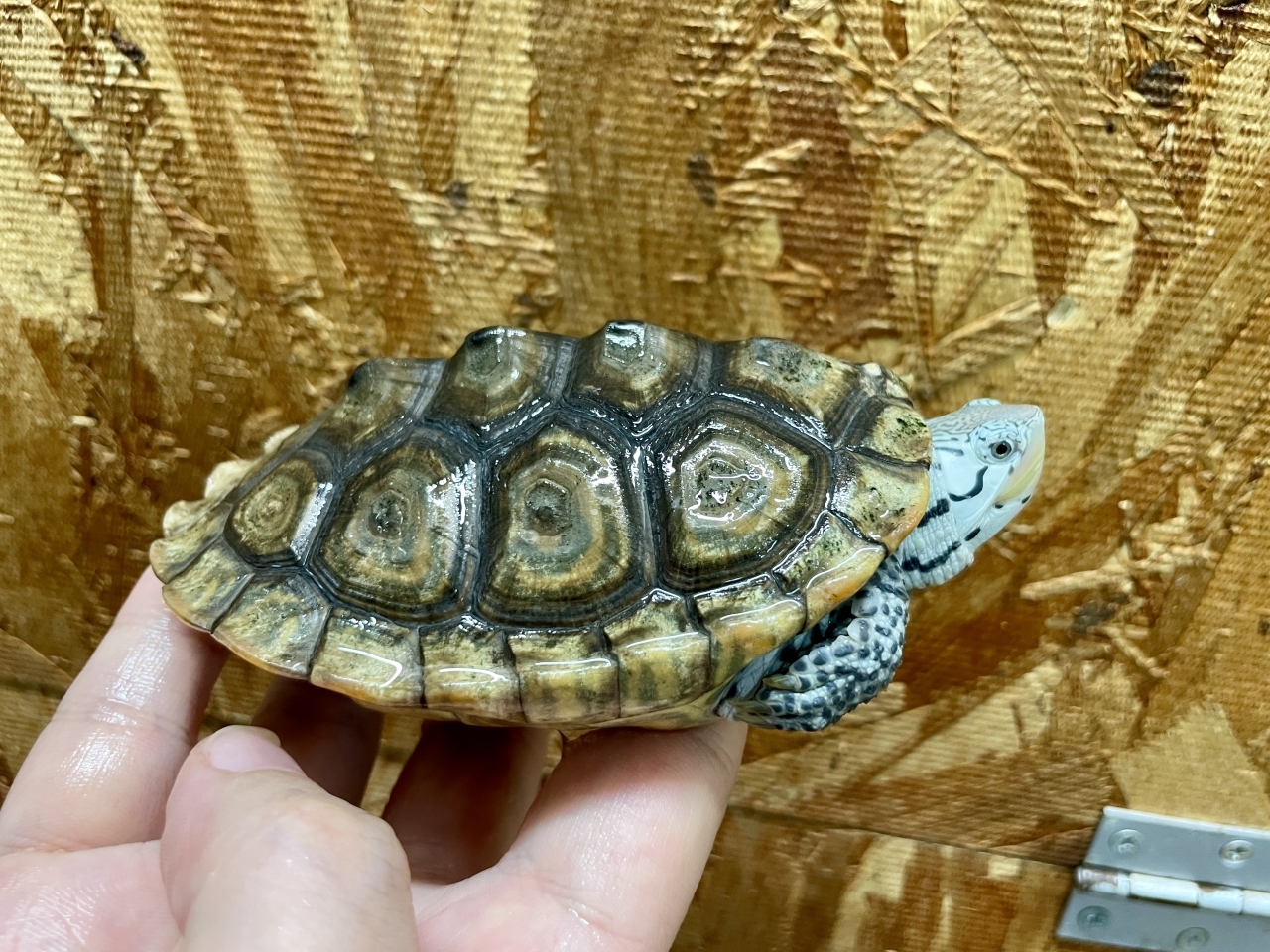 カロリナダイヤモンドバックテラピン（コンセントリック）（No.2）(2)