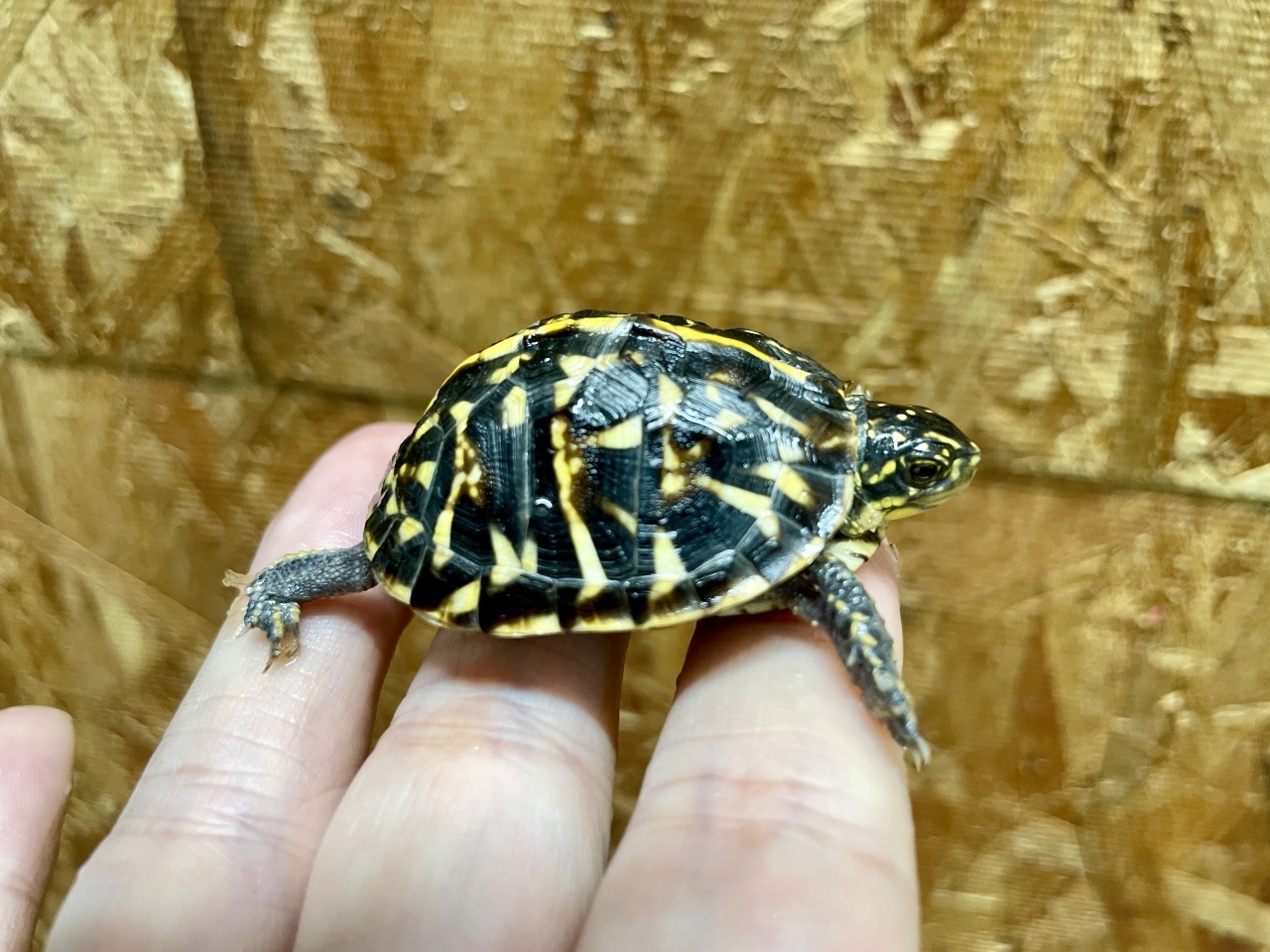 フロリダハコガメ（多甲板）（No.B）(1)