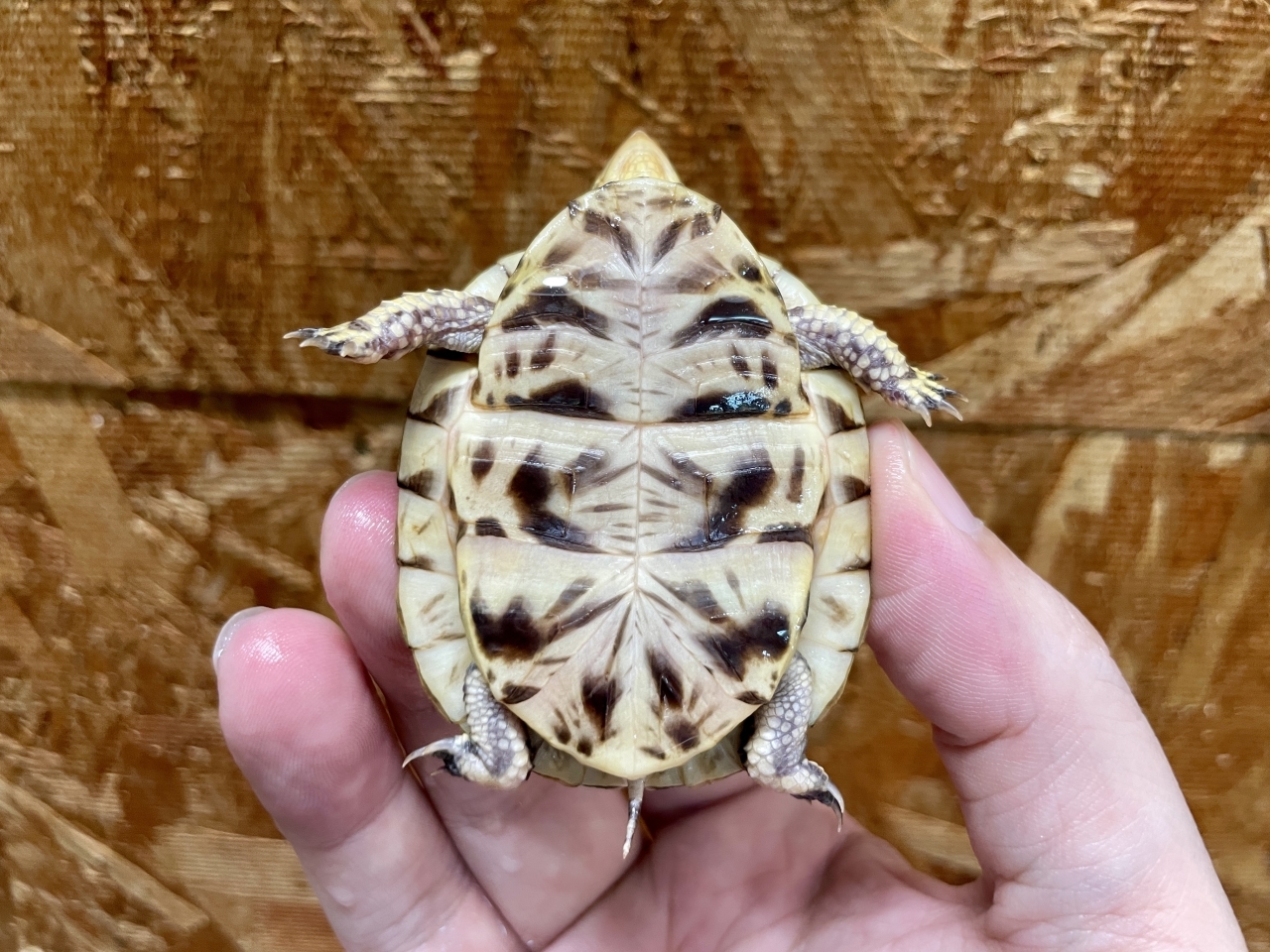 フロリダハコガメ（No.2）(5)
