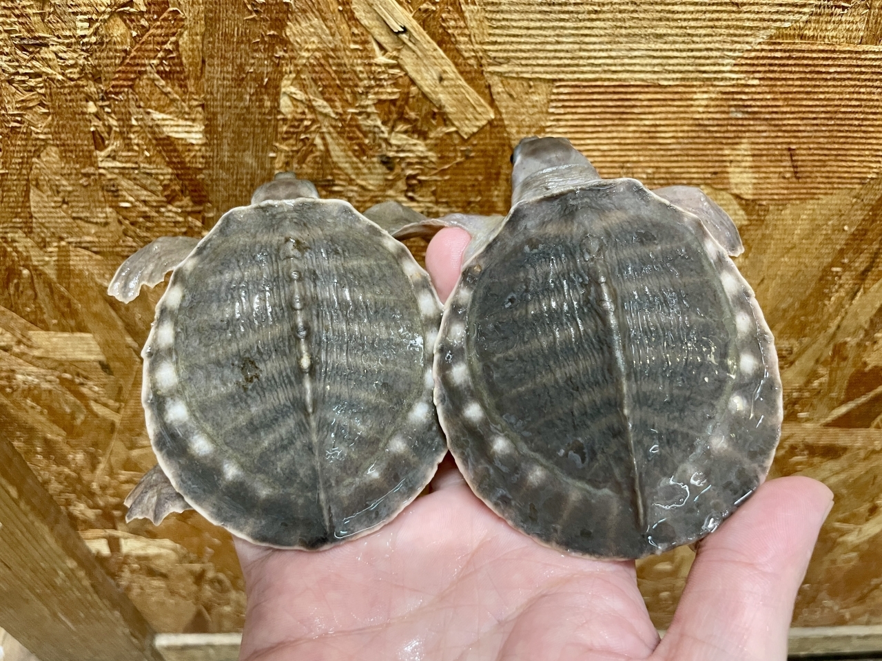 スッポンモドキ(1)