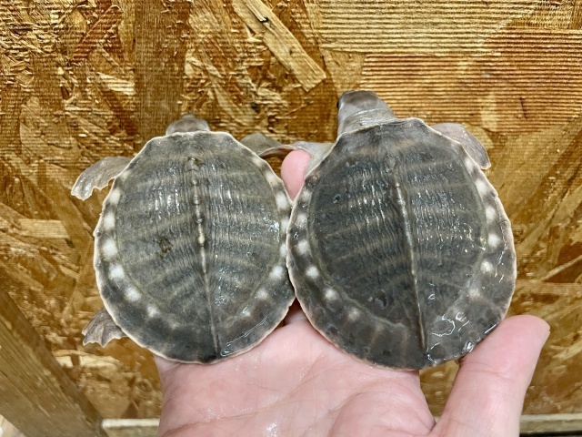 スッポンモドキ